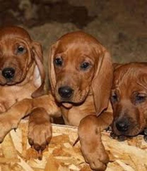 Redbone Coonhound Dog Breed Information Images Characteristics Health