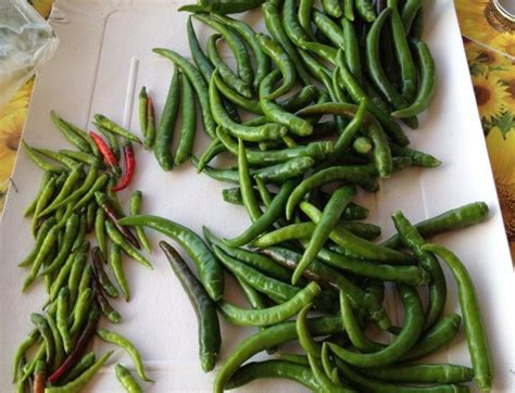 L'anno scorso una coppia di amici di famiglia ci ha regalato un vasetto di peperoncini verdi sott'aceto. Peperoncini sott'aceto - PeperonciniPiccanti.com