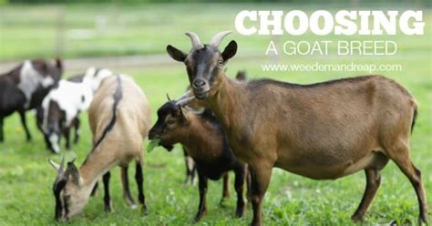 Choosing A Goat Breed