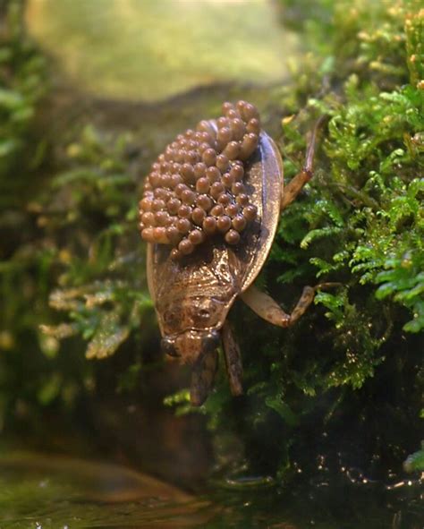 Why The Giant Water Bug Is The Stuff Of Nightmares