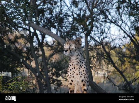 Cheetah Sitting And Watching At Safari Zoo Taken At Werribee Zoo