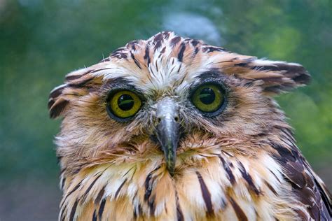 Night Owl Language Snaps