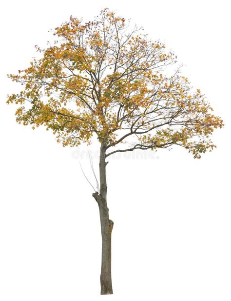 Cut Out Yellow Leafed Tree Isolated On White Background Stock Photo
