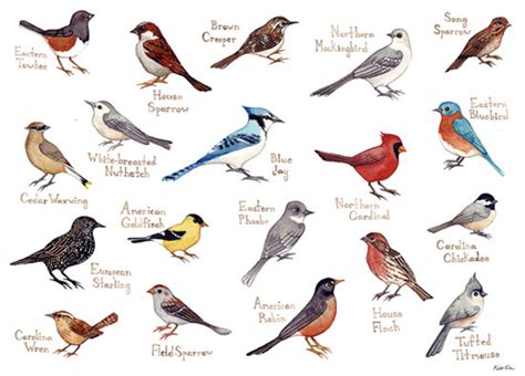 Cuáles son los diferentes tipos de pájaros cantores Cuáles son algunos ejemplos notables El