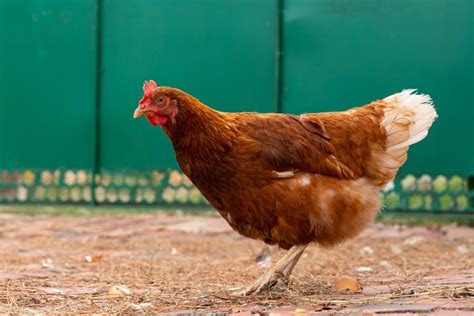 Rhode Island Red Chicken Breed Guide Know Your Chickens