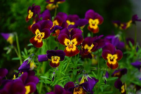 무료 이미지 자연 들 꽃잎 색깔 식물학 화려한 노랑 플로라 야생화 제비꽃 비올라 매크로 사진 팬지 꽃