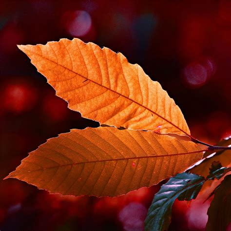 Autumn Colour Leaf 5k Ipad Air Wallpapers Free Download