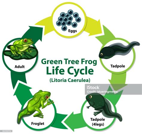 Diagram Showing Life Cycle Of Frog Stock Illustration Download Image Now Adult Amphibian