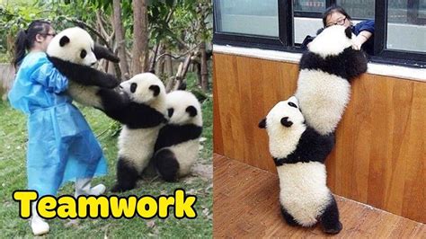 Panda Teamwork Aww Cute Panda Funniest Animals Compilation