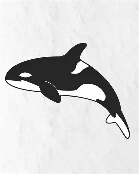 How To Draw Orca In Simple And Easy Step By Step Guide 1 How To Draw