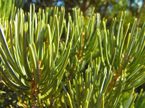 Pinus Edulis Tree Seeds Two Needle Pinyon Pine Two