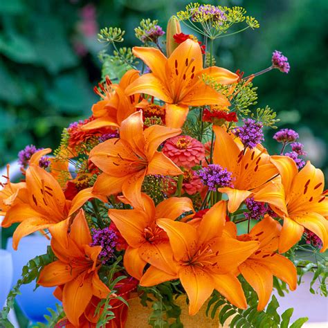 Orange Lily Browse Our Orange Asiatic Lilies Brecks