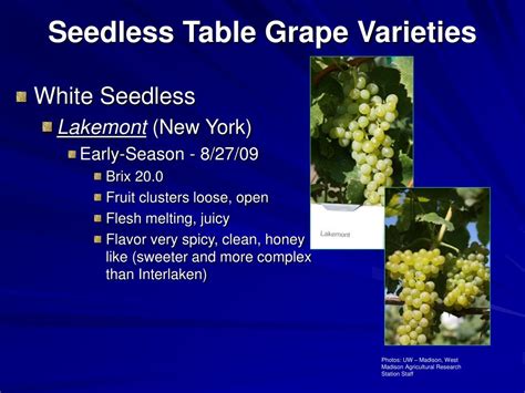 Ppt Seedless Table Grapes 2009 Update Powerpoint