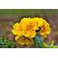 Primrose Flower Planting And Care Guide  MORFLORA