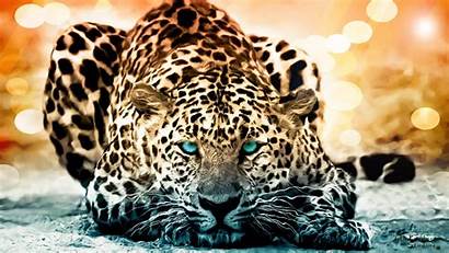 Leopard Eyed Wild Animals Cats Wallpapers Desktop