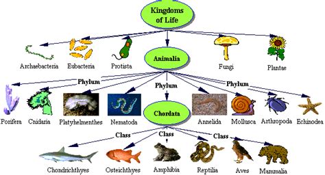Grouping The Phylum Chordata Vertebrates Biology 9 Renko