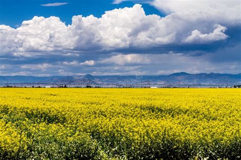 Yellow Canola Rapeseed Fields In Bloom Stock Image Image Of Ecology
