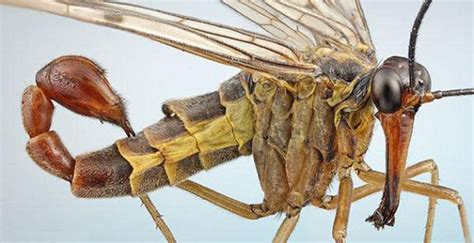 Top 20 Des Insectes Les Plus étranges De La Planète