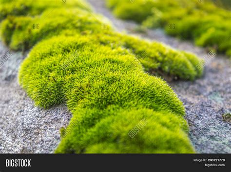 Patches Moss On Rock Image And Photo Free Trial Bigstock