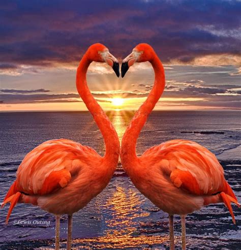 Awesome Planet On Twitter Flamingo Pictures Beautiful Birds Flamingo