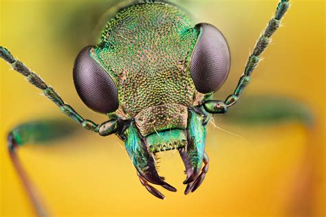 487 Insect Hd Wallpapers Background Images Wallpaper Abyss Macro