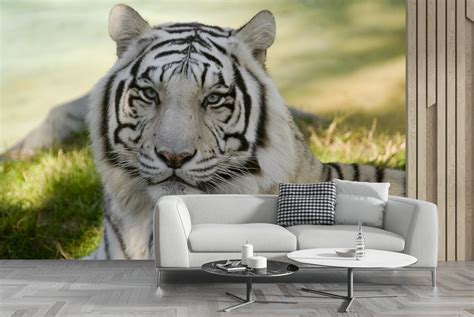 White Tiger Wall Mural Wallpaper