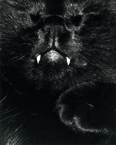 Free Images Black And White Fur Darkness Black Cat Nose Whiskers