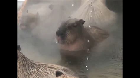 Capybaras Chillin In The Hot Tub Youtube