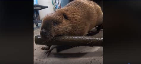 While control programs work best for some pests we do 'one shot' services for many others and always upon customer request. TRENDING NOW: Busy beaver becomes branch manager ...