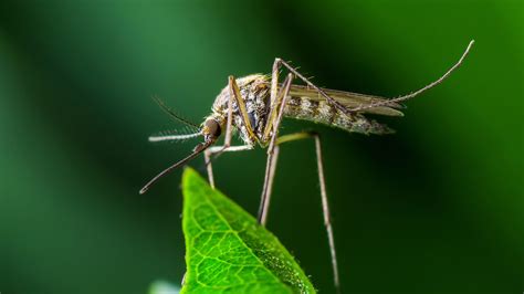 What Is Mosquito Season And When Does It Occur