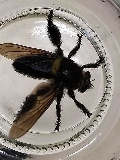 Giant Black Flywaspbee Very Furry Mallophora Leschenaulti
