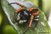 Philaeus chrysops - ragno saltatore rosso Foto % Immagini| macro e ...