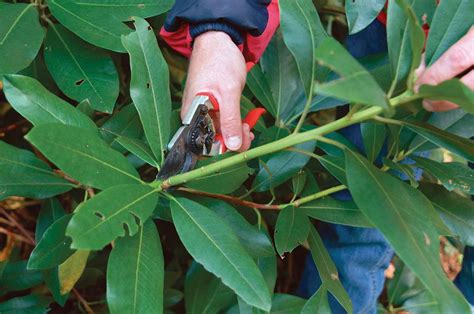 How To Prune Rhododendrons