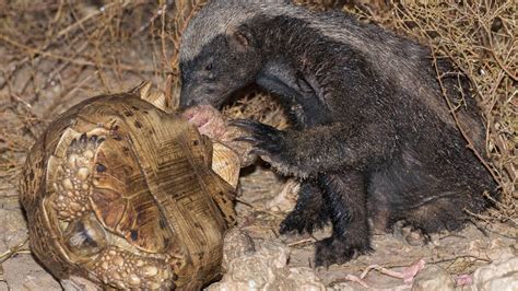 Honey Badger Catches Turtles Breaks Turtle Shells And Eats Their Prey