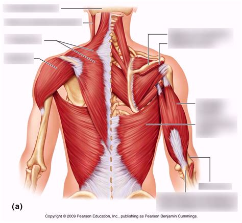 Chest And Arm Muscles Diagram Trunk Muscles Boundless