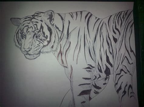 Aquí les muestro cómo dibujar y colorear un tigre estilo kawaii, super tierno, paso a paso como siempre y de manera fá. No se dibujar: Como dibujar un tigre blanco