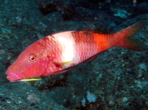 Manybar Goatfish Parupeneus Multifasciatus Big Island Hawaii