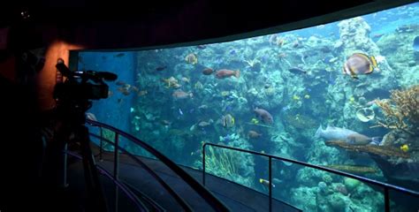 Aquarium Of The Pacific To Reopen With New Exhibits And Safety Guidelines Jose Mier Sun Valley