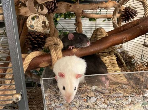 Our Best Rat Bedding Picks Based On 20 Years Of Experience