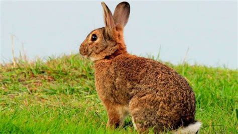 Kelinci merupakan salah satu hewan yang lucu dan menjadi binatang kesayangan di rumah selain kucing, anjing dan burung. Kumpulan Gambar Kelinci Imut Dan Lucu