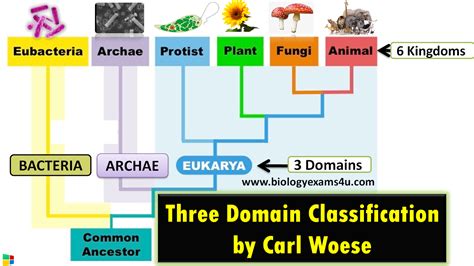 What Are The 3 Domains Of Life And Their Characteristics Three Domain Classification By Carl