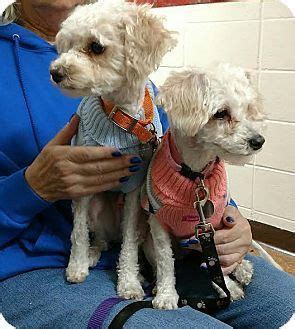 Adopt a dog from the naperville area humane society, a nonprofit animal shelter serving the greater chicago, illinois region. Pin by Mary Taour on dogs to adopt | Maltese poodle ...