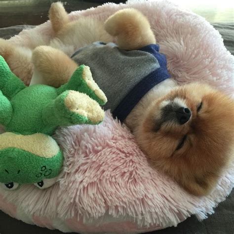 12 Signs You Are A Crazy Pomeranian Person The Paws