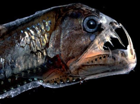 Top Ten Scariest Deep Sea Creatures Hubpages