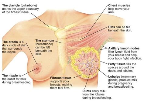Eight out of ten lumps found turn out not to be cancerous. Visible and Hidden Signs of Breast CancerPositiveMed ...