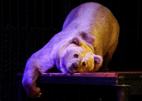 Russian Zoo Welcomes Nighttime Visitors