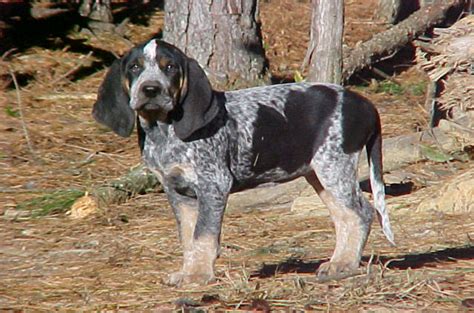 Bluetick Coonhound Dog Breed Information And Pictures Livelife