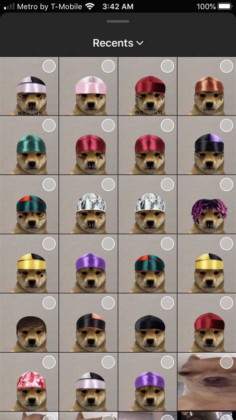 Dog Wif Hat Has Ruined My Life Dogwifhatgang