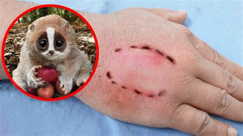 10 Cutest Animals That Are Actually Deadly Youtube