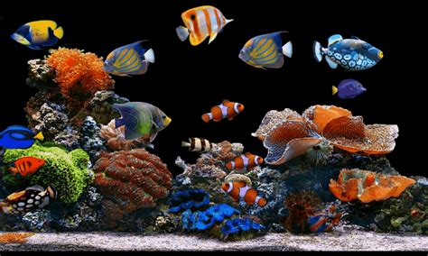 Fish Tank Moving Background For Desktop Carrotapp